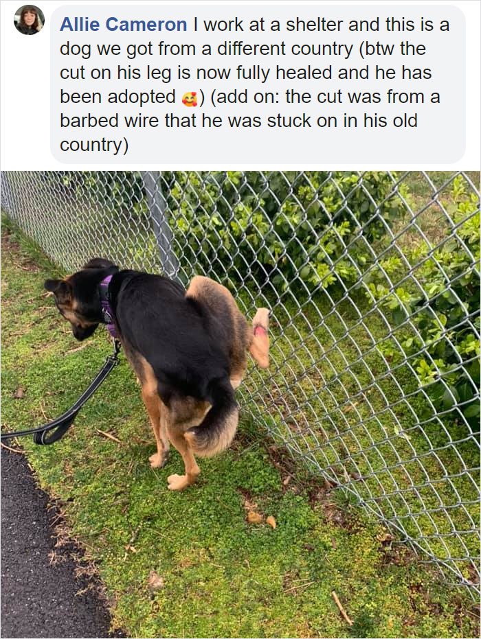 dogs in weird pooping positions against the wired fence