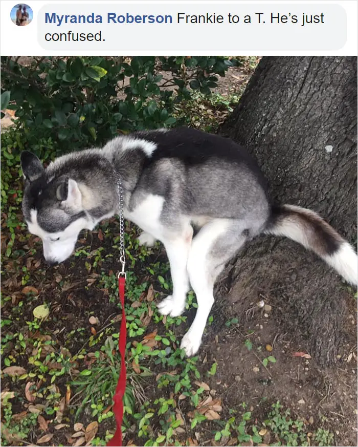 dogs in weird pooping positions butt on a tree