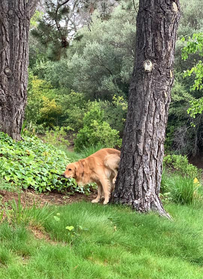 dogs in weird pooping positions butt up