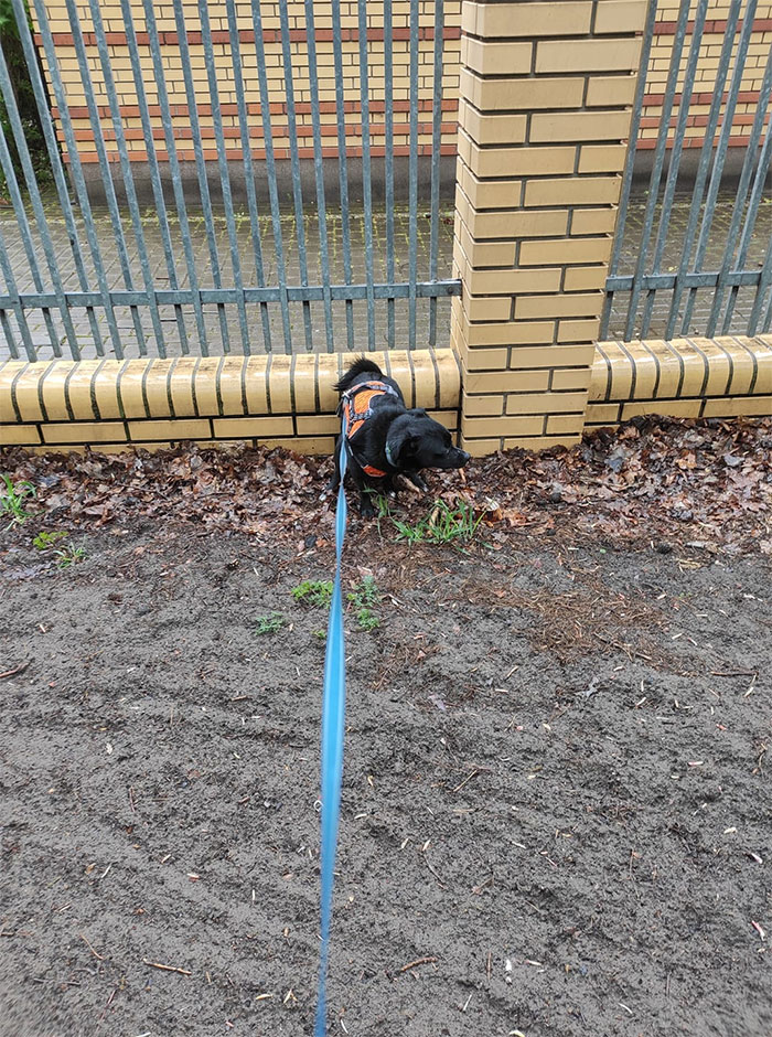 dogs in weird pooping positions fence as leverage