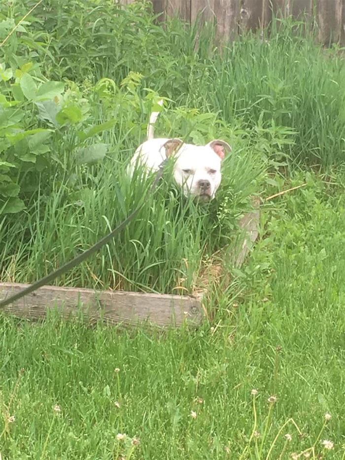 dogs in weird pooping positions hiding in the bushes