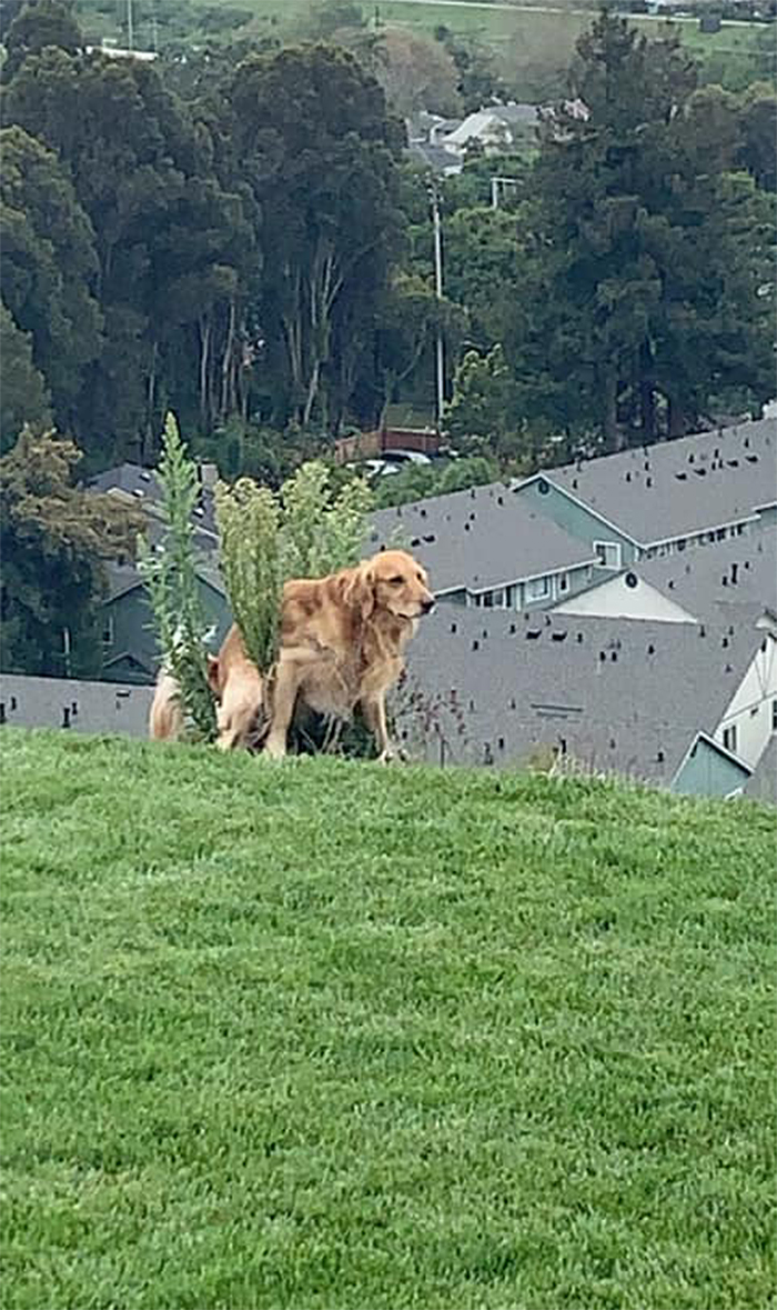 dogs in weird pooping positions in the bushes