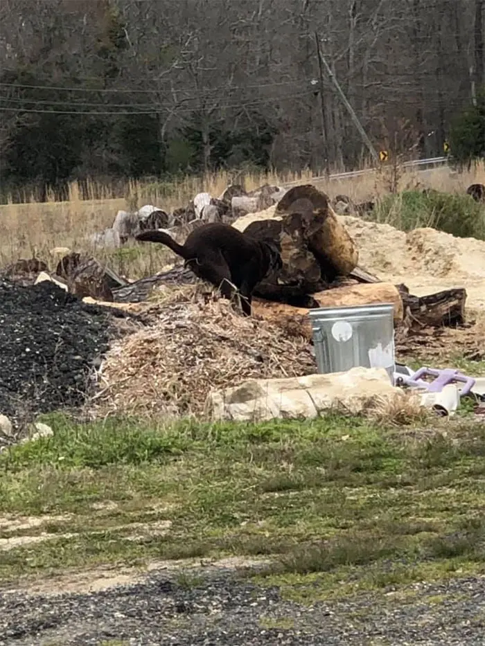 dogs in weird pooping positions lumber scrapyard