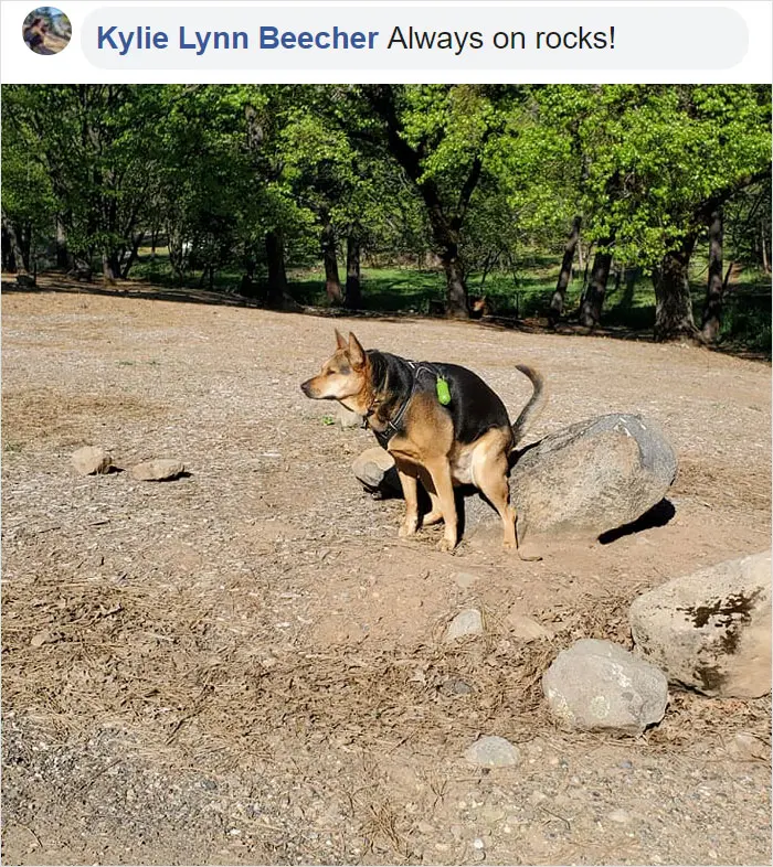 dogs in weird pooping positions on the rock