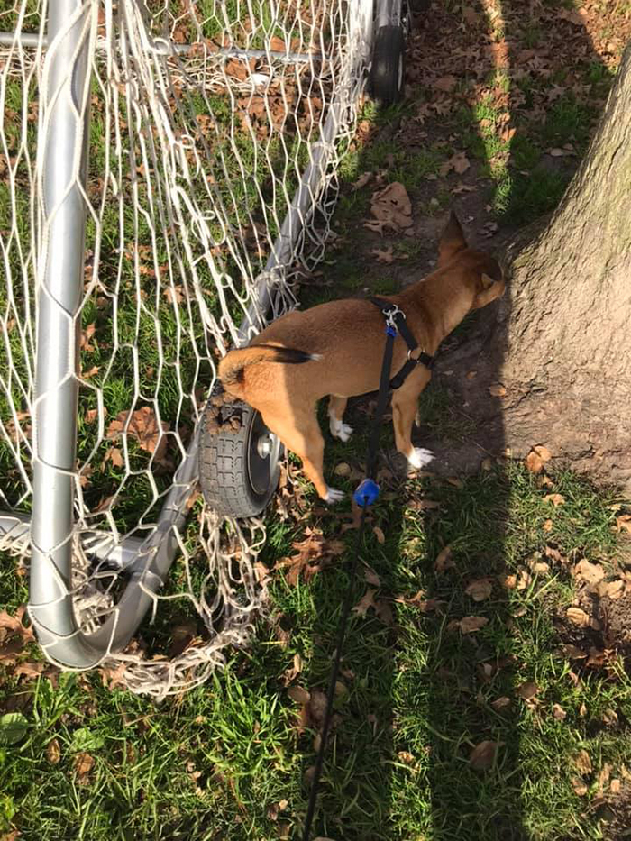 dogs in weird pooping positions on tires