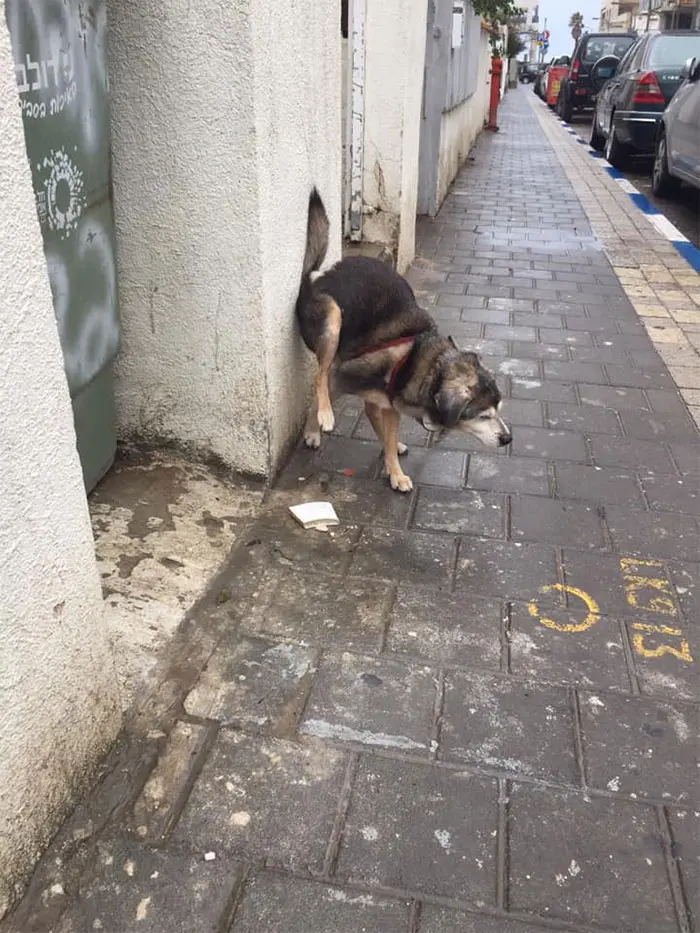 dogs in weird pooping positions wall leverage