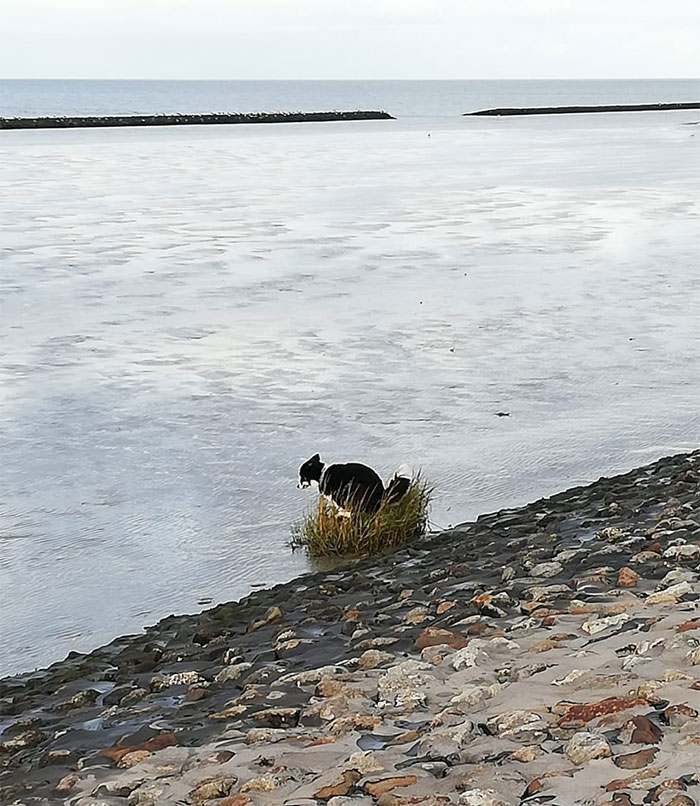 dogs in weird pooping positions water bushes