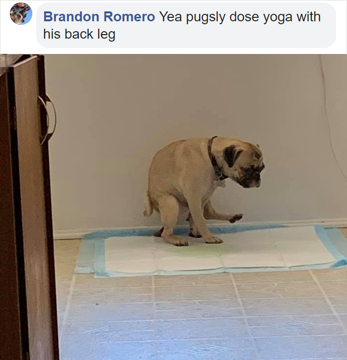 dogs in weird pooping positions yoga pose