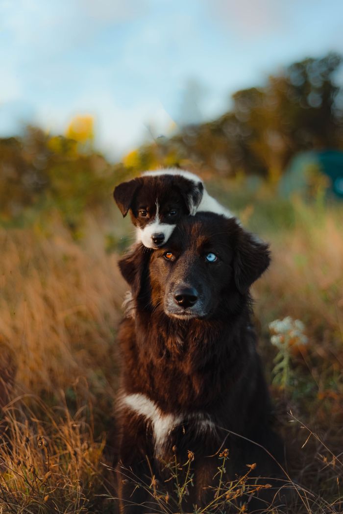 dogs reaction to younger sibling