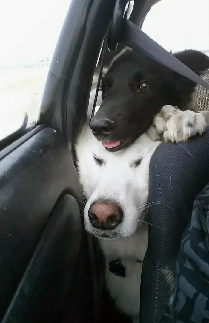dogs regret having a younger sibling