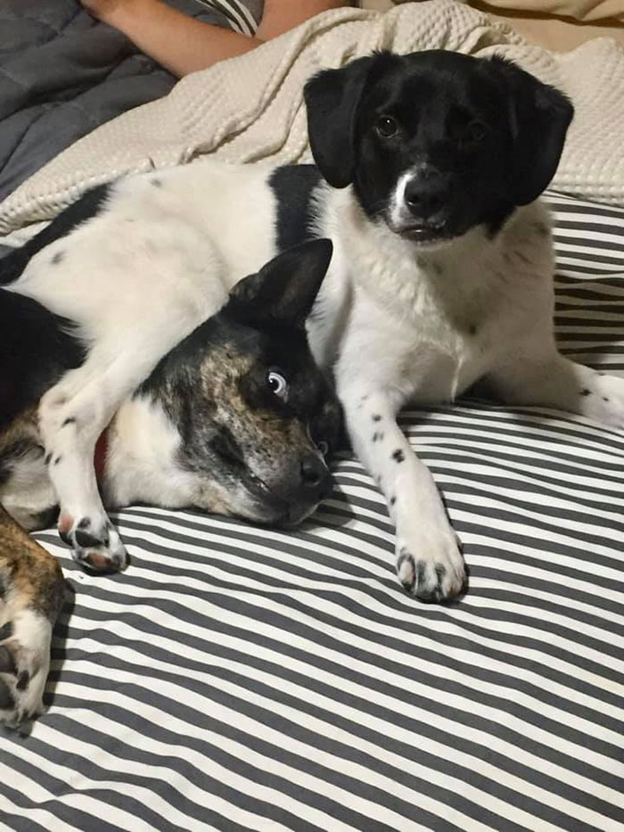 dogs showing how it feels to have a sibling