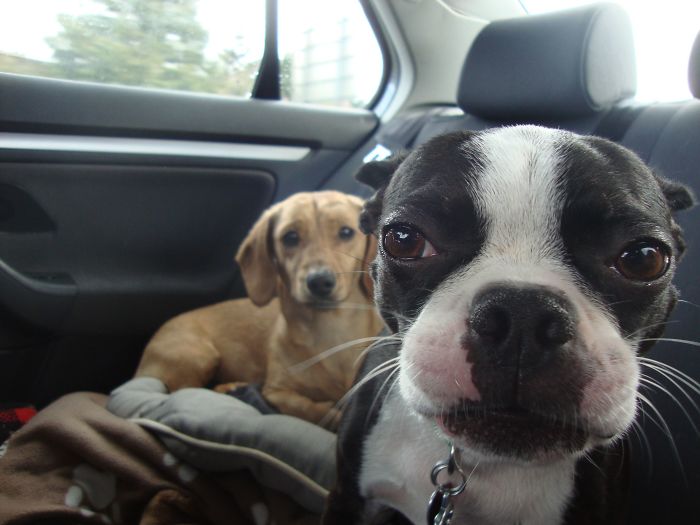 dogs snubbing their new siblings