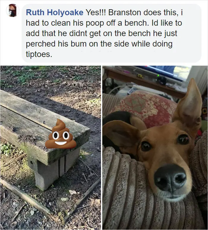 dogs weird pooping position perched bum side on a bench