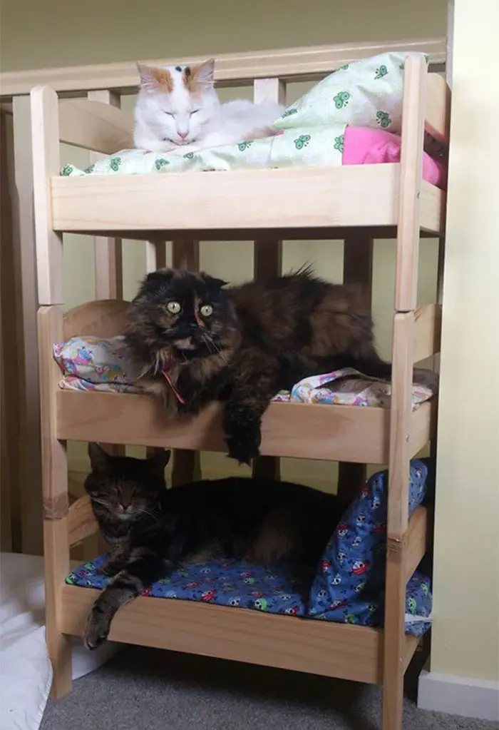 doll beds turned into bunk beds for cats