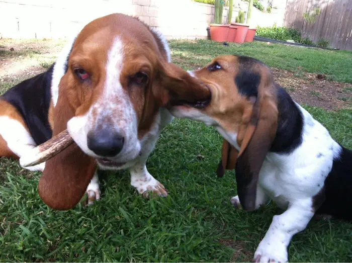 ear chewing puppy