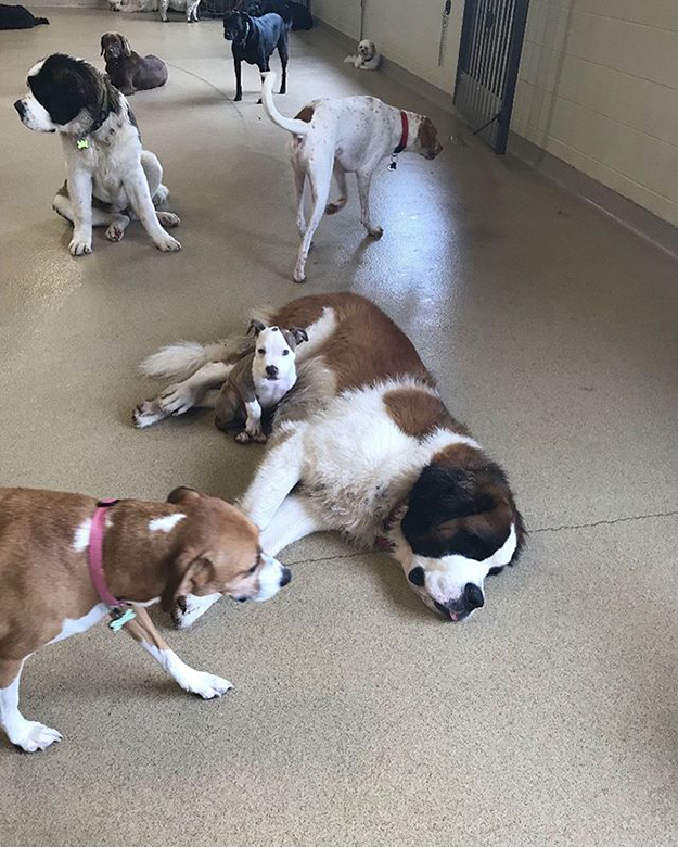 edna stares at the camera after napping on the doggy daycare's fluffiest dogs