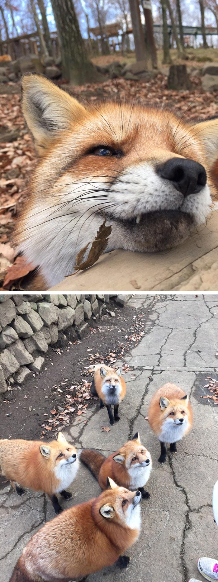 friendly foxes at japan