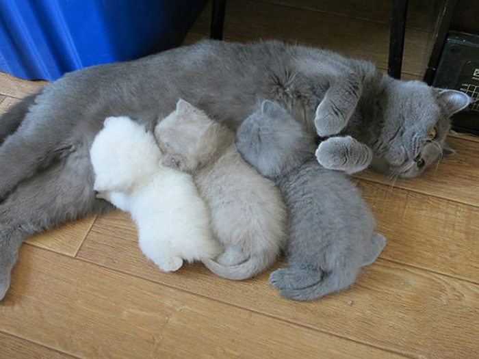 funny animal expressions mom cat breastfeeding