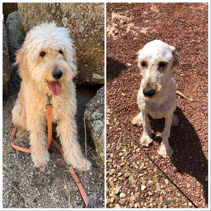 funny dog haircuts before and after