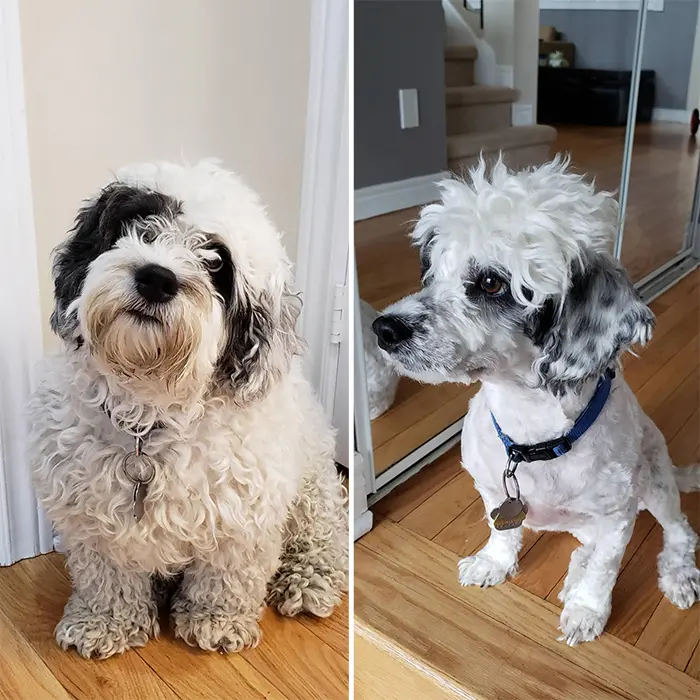 funny dog haircuts in quarantine