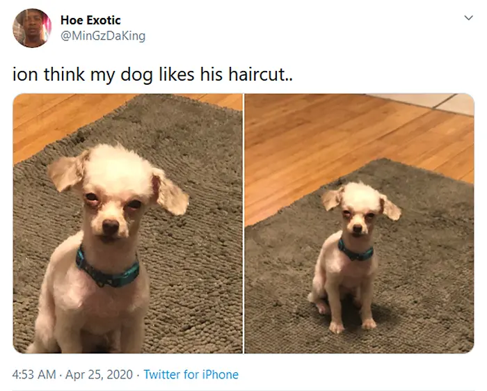 funny dog haircuts menacing stare