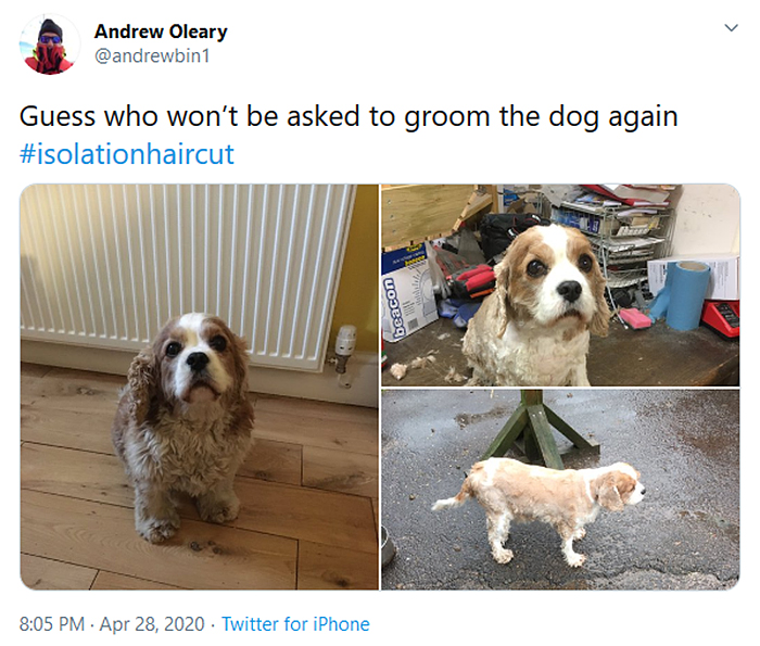 funny dog haircuts pup not impressed