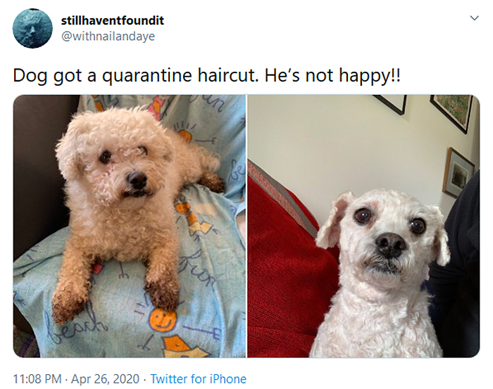 funny dog haircuts quarantine edition