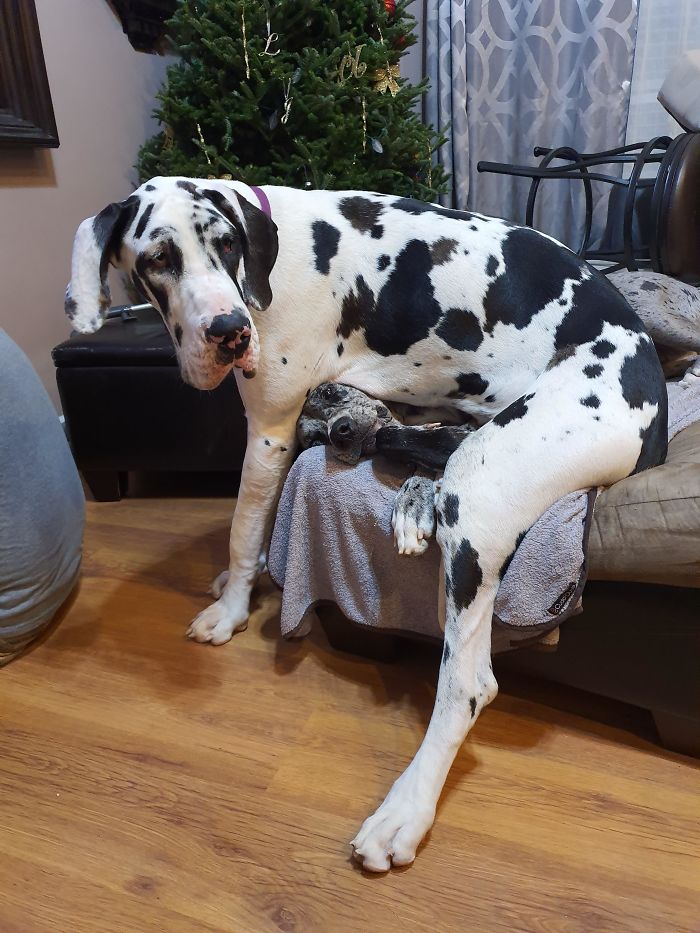 giant doggo on top