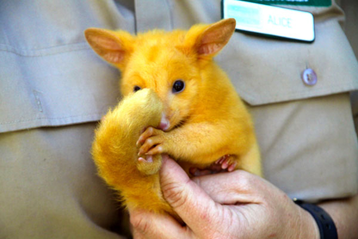 golden possum looks like pikachu