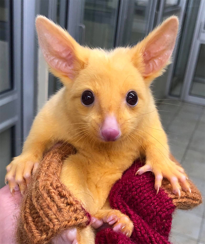 golden possum real life pikachu