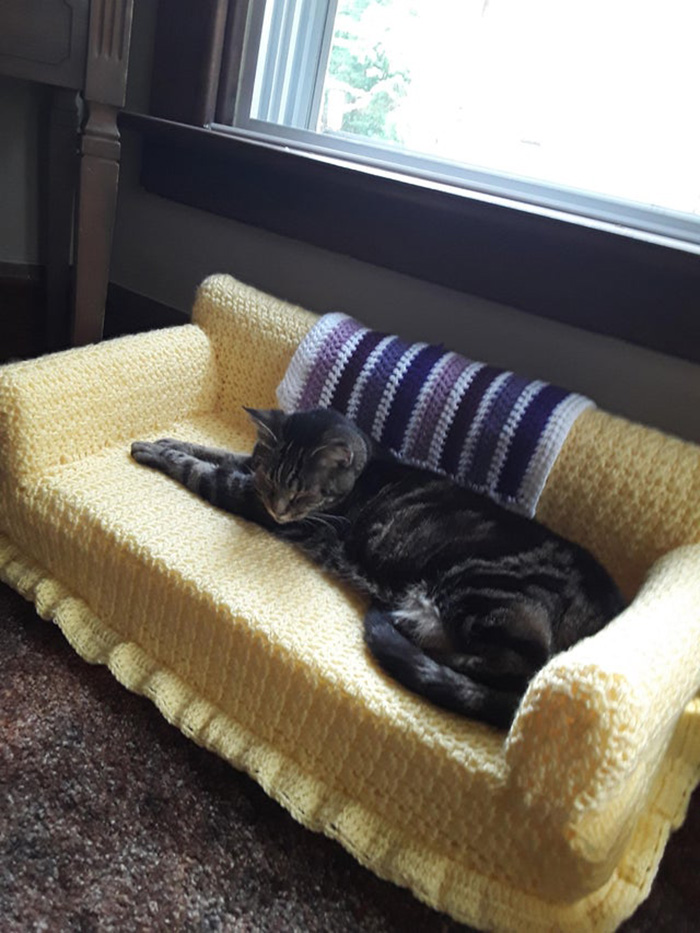 gray cat sleeping on yellow cat couch