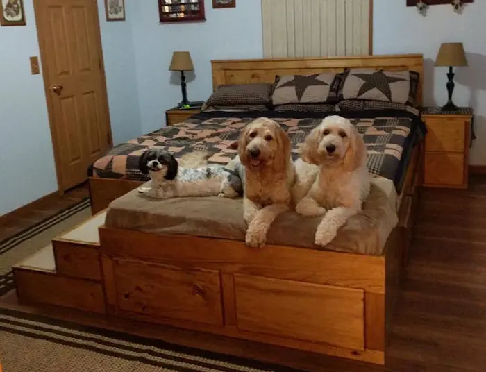 happy dogs using the wooden king bed with dog bed extension