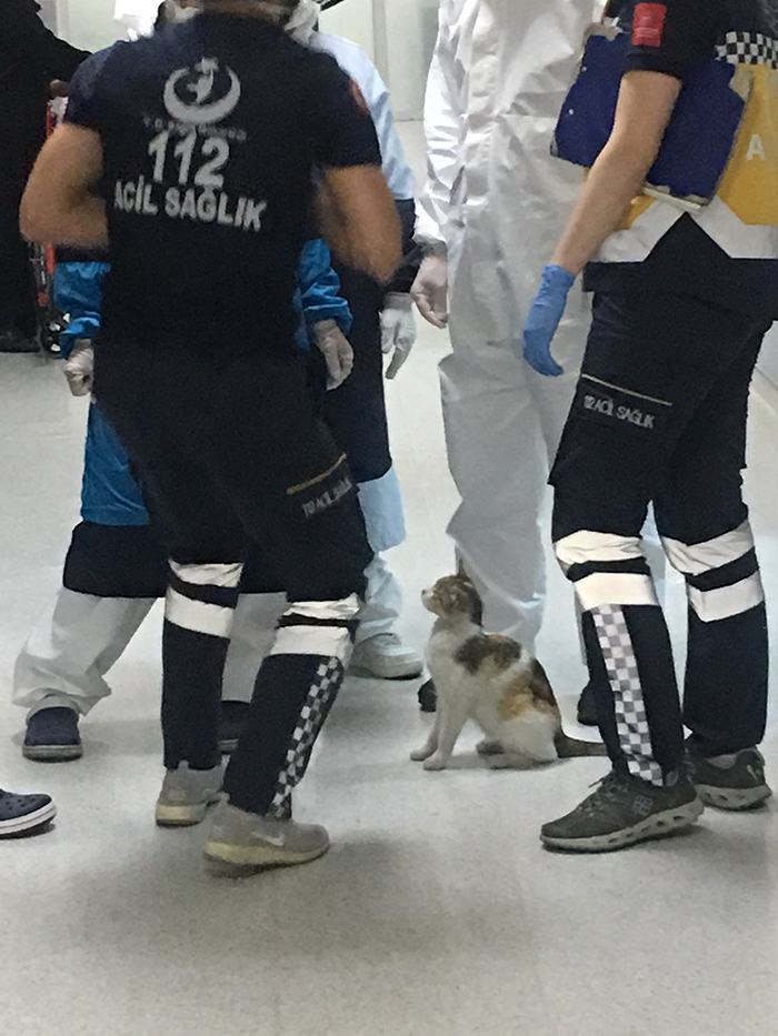 hospital staff examine the ill kitten as its mother looks on