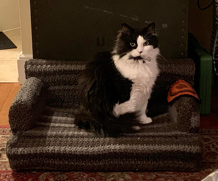 kitty sitting on mini crocheted sofa