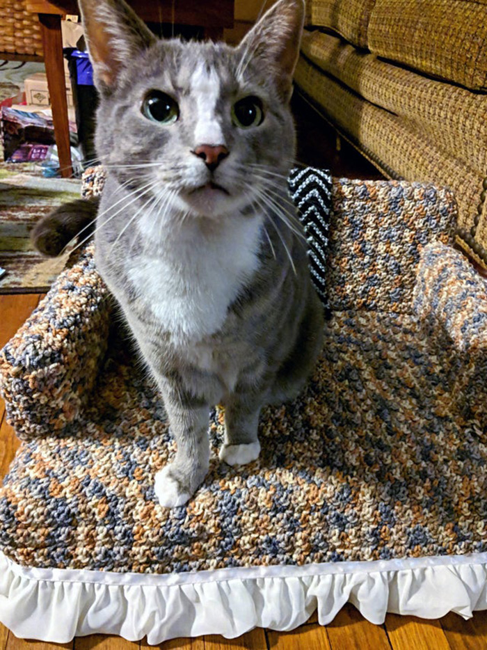 kitty sitting on tiny crocheted sofa