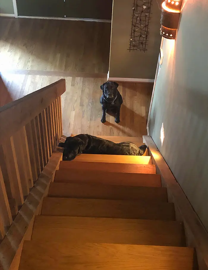 little canine brother blocking the stairs