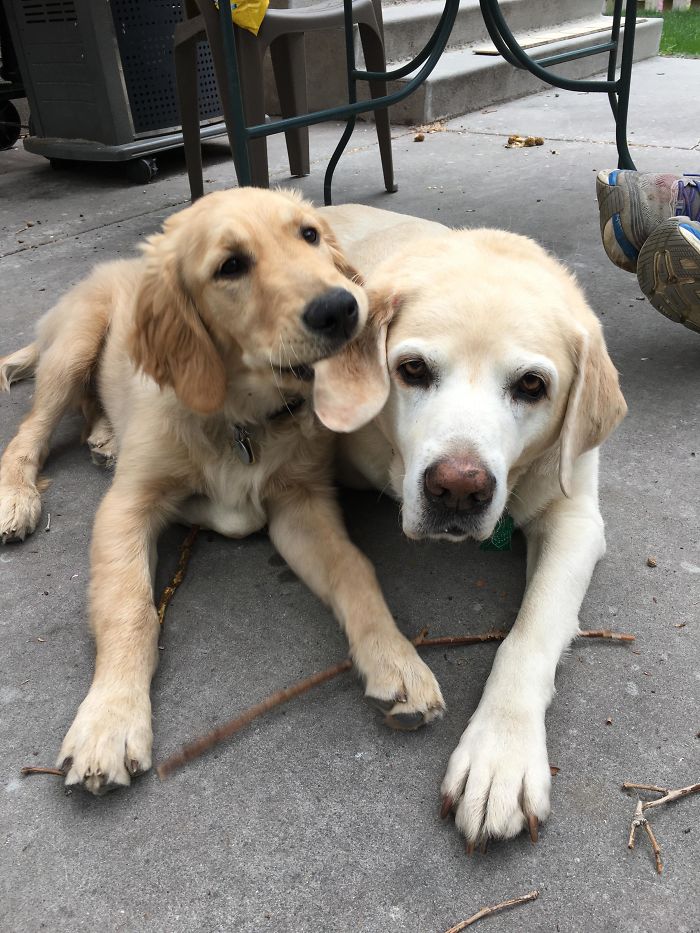 little canine brother chewing on doggo ear