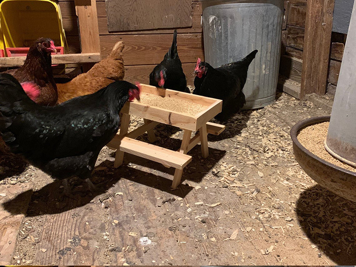 mini picnic table for chickens