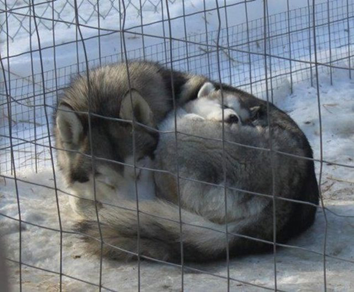 mom and baby wolves cuddle during winter