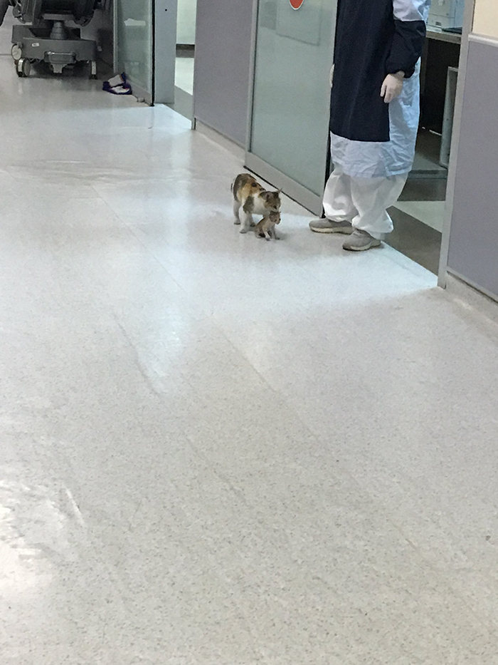 mother cat carries her ill kitten into the emergency room
