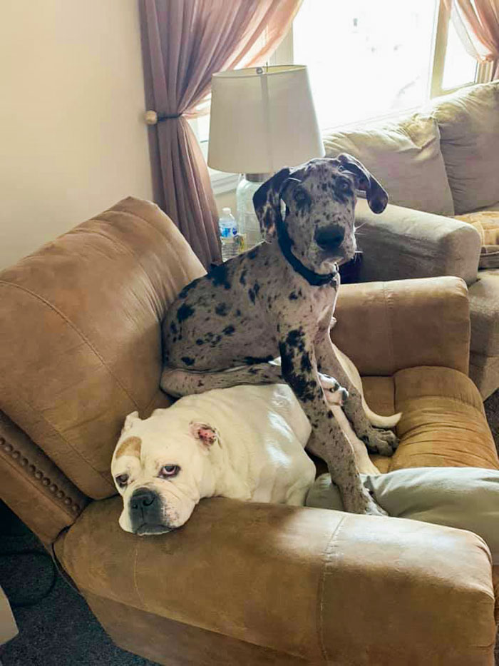 new canine sibling ruins doggo life