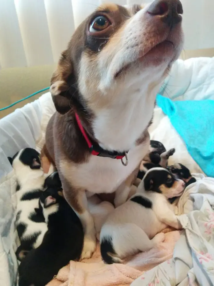 new mom dog looks confused