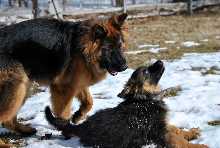 older canine brother got fed up with younger sibling