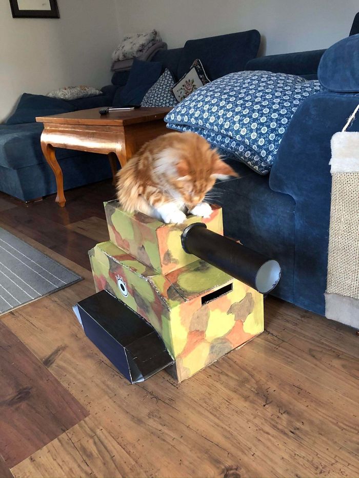 people in quarantine creates cardboard tanks for cats