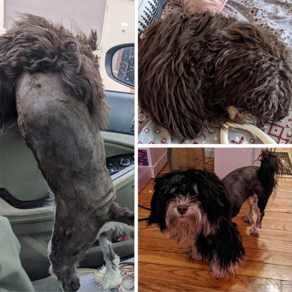 30 Hilarious Times Quarantined People Failed At Grooming Their Dog And