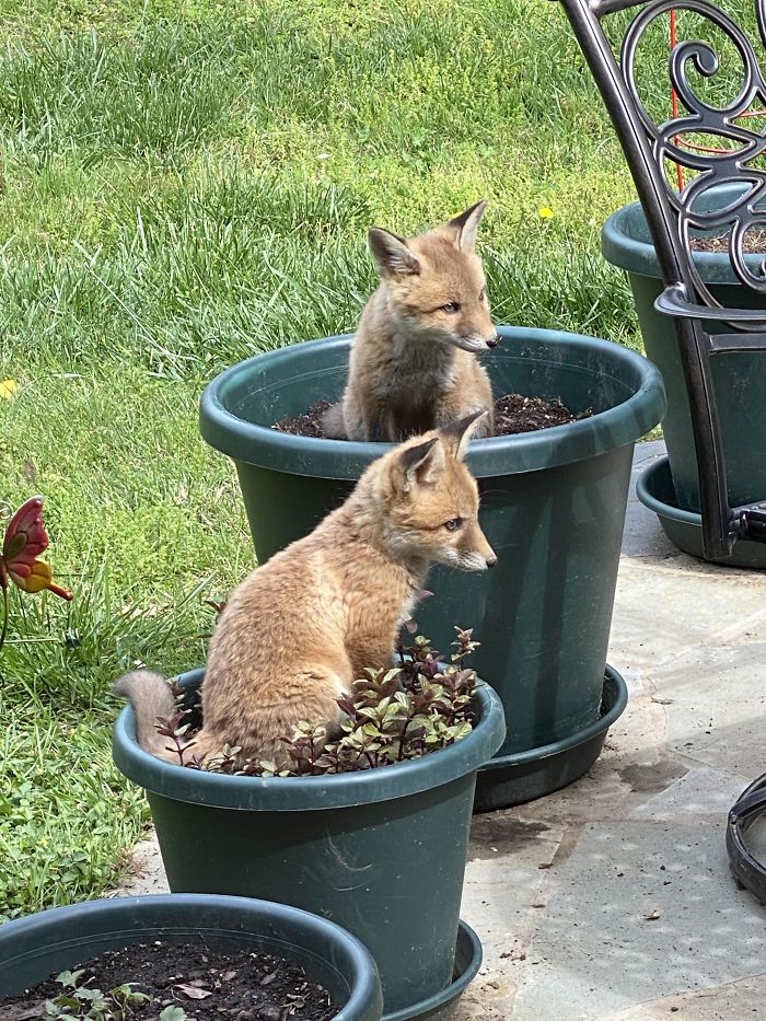 planted fox-tails on the patio