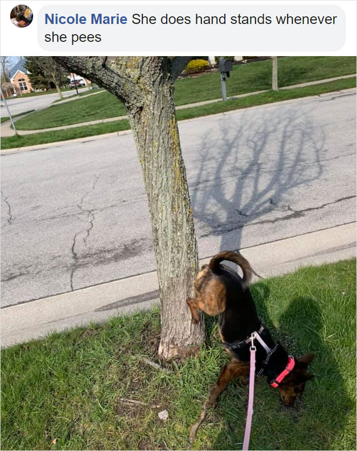 pooch doing hand stand while pooping