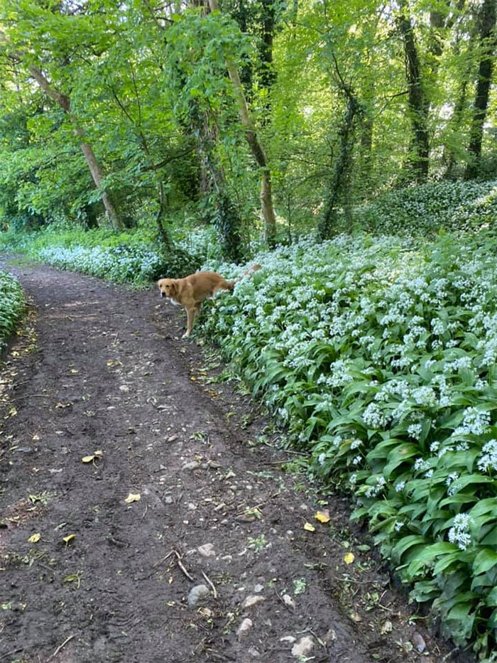 pooch pooping butt in the bushes