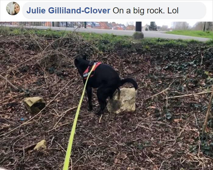 pooch pooping on a big rock