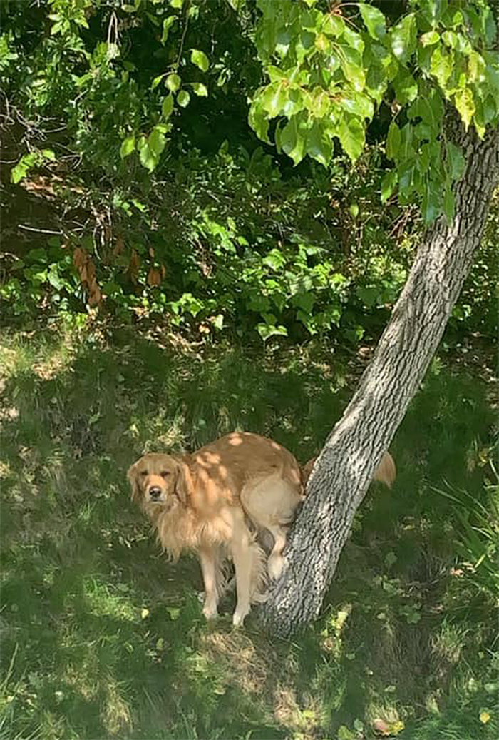 pooch pooping on a tree